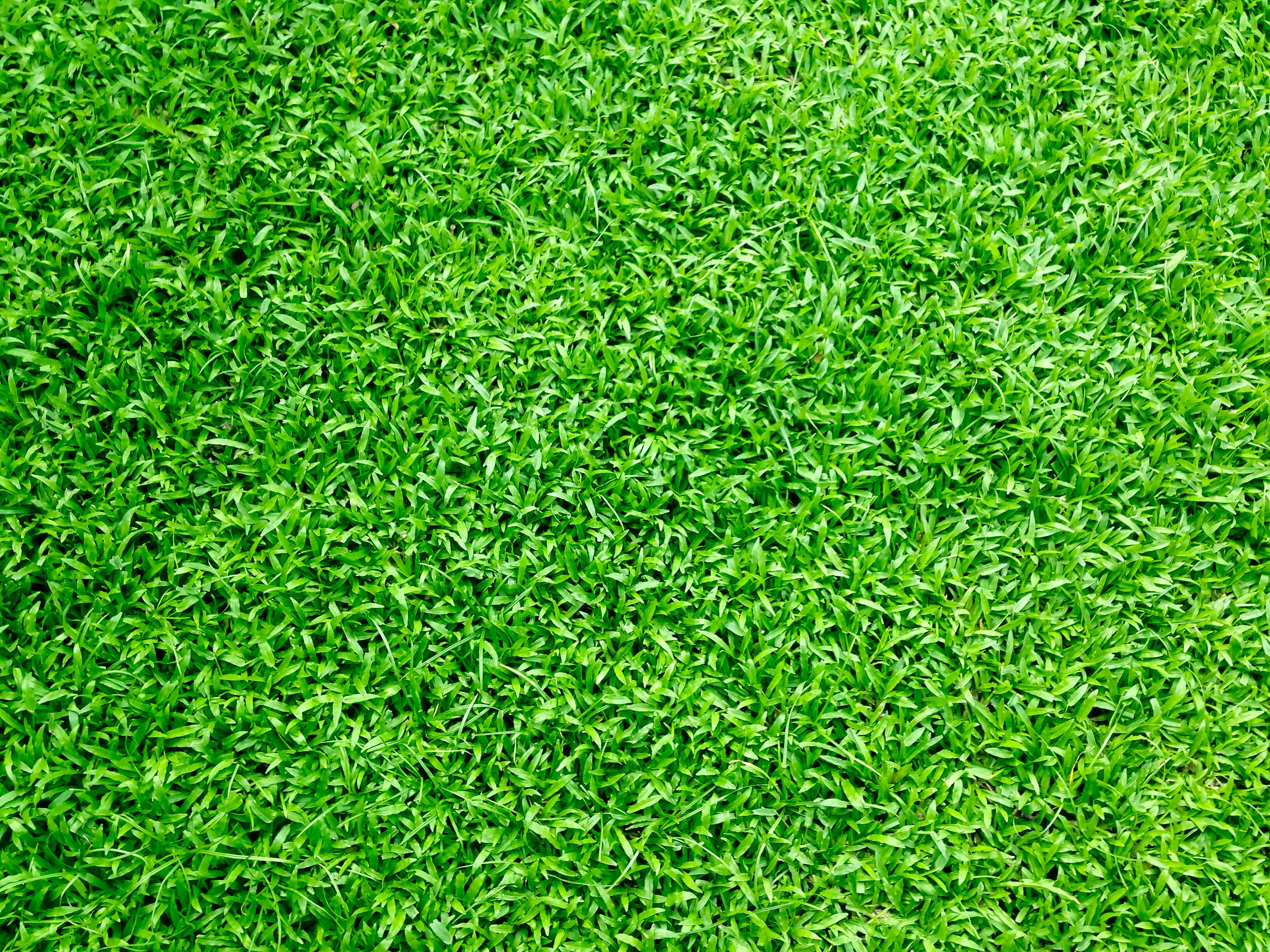 Overhead view of bright green turf.
