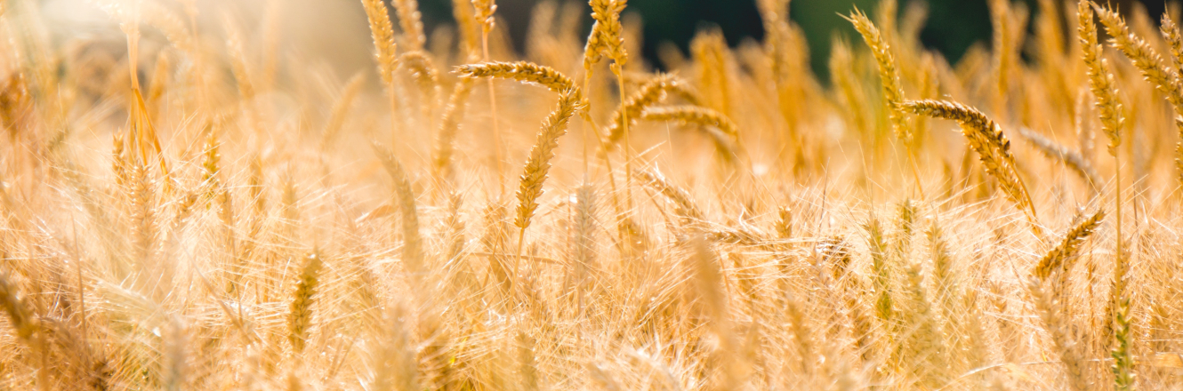 Golden Rye in a Country Field