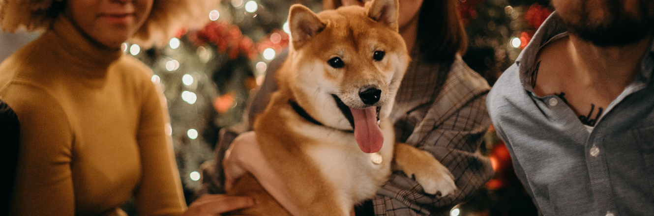 Shiba Dog Sitting with a Group near of a Christmas Tree